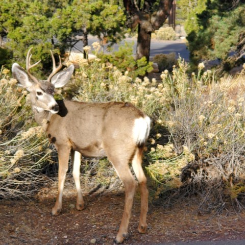Deer standing on a wildlife path amidst bushes and trees in daylight.