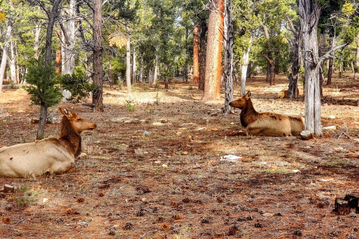 Two elk resting on the forest floor surrounded by pine trees.