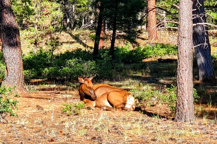 An elk lying in a sunlit forest clearing among pine trees.