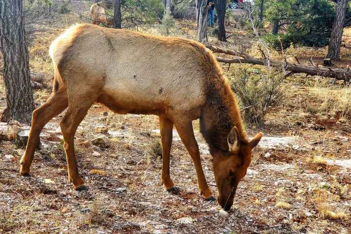 An elk grazing in a forested area with trees and dry grass.