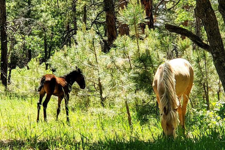 Brown foal and palomino horse grazing in a sunny forest clearing.