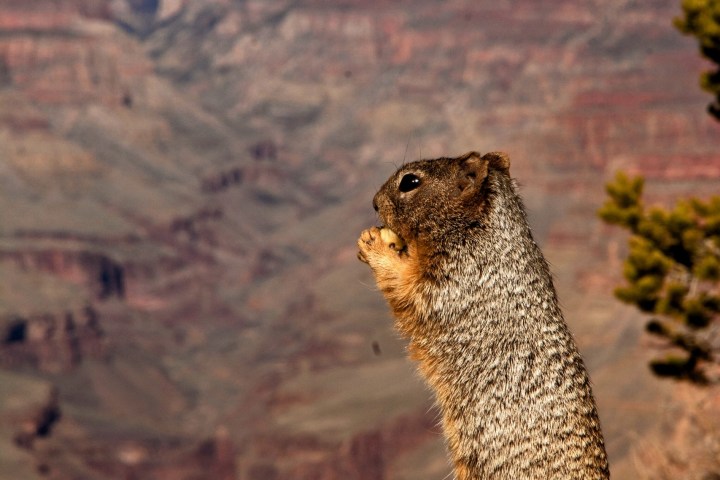 Squirrel standing upright on a rock ledge overlooking the Grand Canyon.