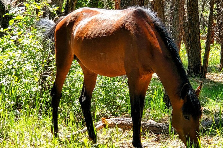 Brown horse grazing in a sunlit forest clearing.