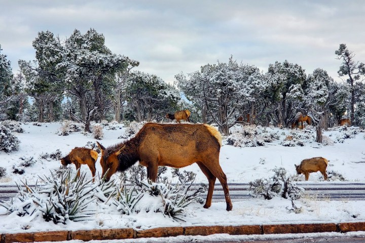 Elks grazing in a snowy landscape with trees in the background.