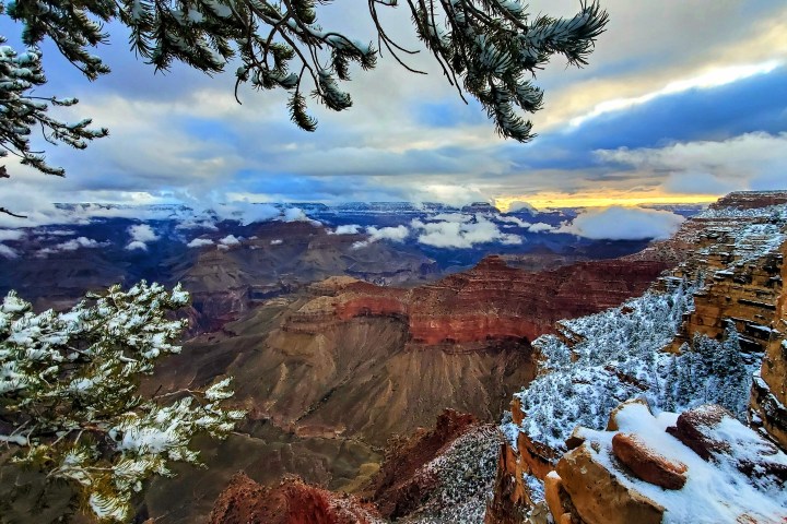 Snow-dusted Grand Canyon at sunset, with pine branches framing the view.